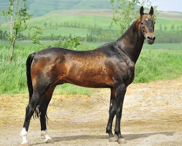 stallion Sirolan (Akhal-Teke, 2004, from Orlan)