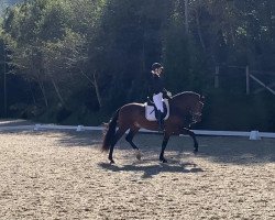 dressage horse Relampago La Zuara (Pura Raza Espanola (PRE), 2017, from Solano de Trujillo)