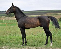 stallion Agakhan-Dag (Akhal-Teke, 2003, from Polot)