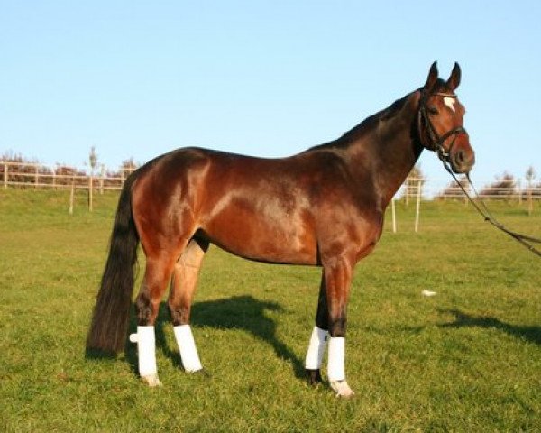 horse Midnight Flower (German Sport Horse, 2006, from For Highlife)