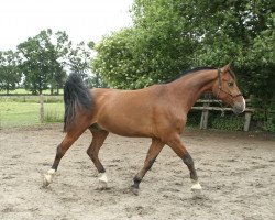 jumper Unicorn Z (Zangersheide riding horse, 2007, from Utah Z)