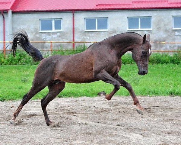 Deckhengst Gek (Achal Tekkiner, 2003, von Kepderi)