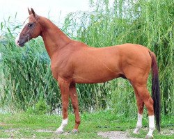 stallion Maulit (Akhal-Teke, 2002, from Manas)