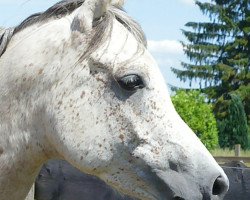 Deckhengst Ibn Sheikh el Araby ox (Vollblutaraber, 2003, von Sheikh El Araby EAO)