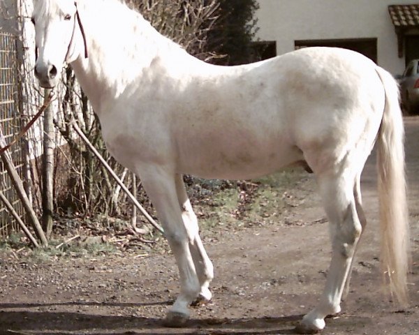 stallion Imparo (Zweibrücken, 1983, from Intervall)