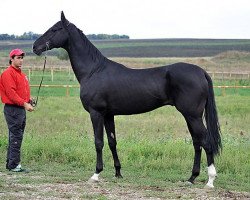 stallion Amuzgi (Akhal-Teke, 2001, from Polot)