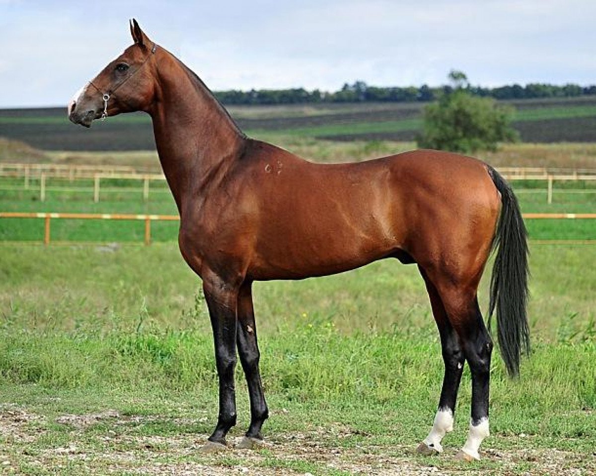 stallion Dagomys 9 (Akhal-Teke, 2001, from Garabek)