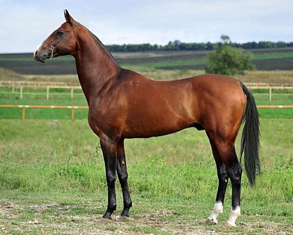 stallion Dagomys 9 (Akhal-Teke, 2001, from Garabek)