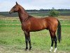 stallion Dagomys 9 (Akhal-Teke, 2001, from Garabek)