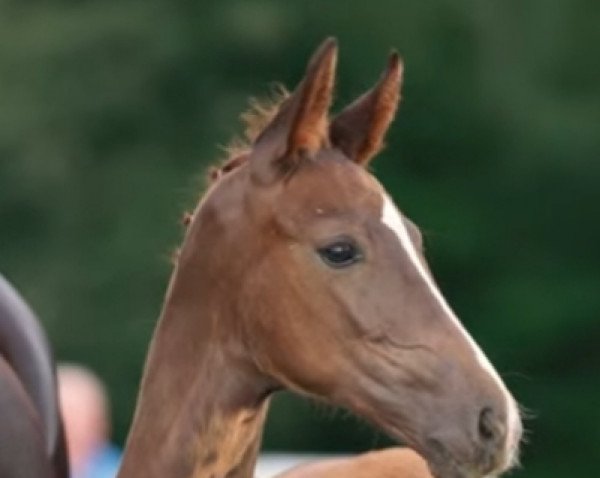 dressage horse Balida (Westphalian, 2021, from Bonds)