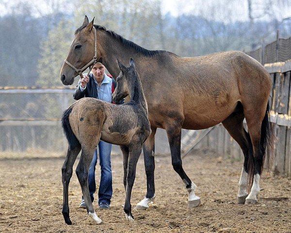 horse Aisona-Geli (Akhal-Teke, 2010, from Aisor-Geli)