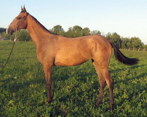 horse Bajazet-Geli (Akhal-Teke, 2010, from Gala)