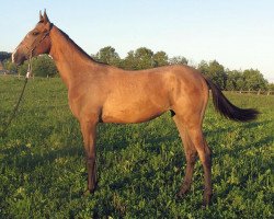 horse Bajazet-Geli (Akhal-Teke, 2010, from Gala)