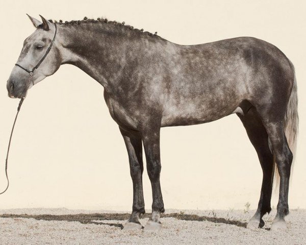 horse ROCIERO LXIII (Pura Raza Espanola (PRE), 2010)