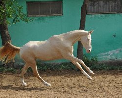 broodmare Ainisa-Geli (Akhal-Teke, 2009, from Tokhtamysh)