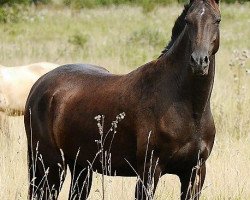 broodmare Ulje-Geli (Akhal-Teke, 2008, from Gaigysyz)