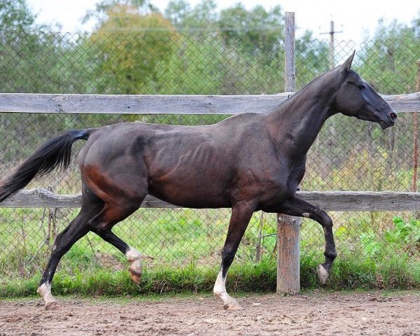 broodmare Patma-Geli (Akhal-Teke, 2008, from Tokhtamysh)