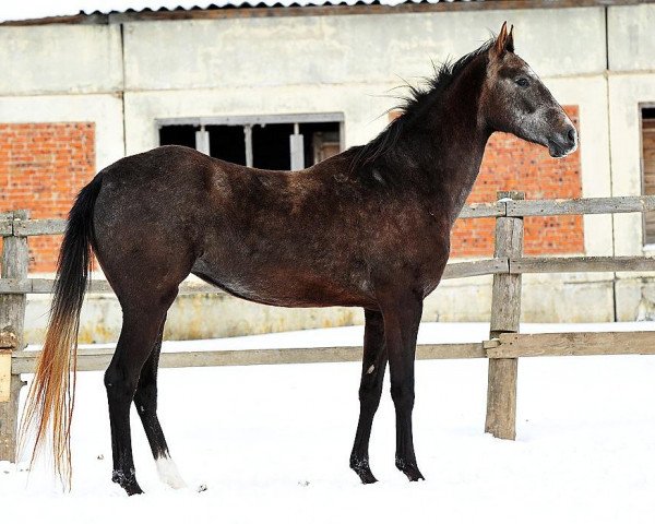 broodmare Djeneke-Khanym (Akhal-Teke, 2008, from Akderek)