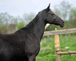 broodmare Seda-Geli (Akhal-Teke, 2007, from Gaigysyz)