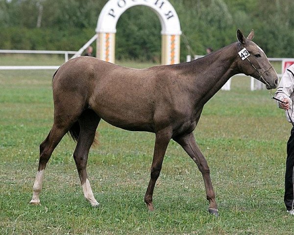 broodmare Mariam-Geli (Akhal-Teke, 2006, from Akbelek)