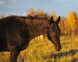 broodmare Gerel-Geli (Akhal-Teke, 2005, from Gazyr Shael)