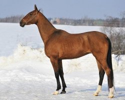 broodmare Nargil-Geli (Akhal-Teke, 2005, from Dragun)