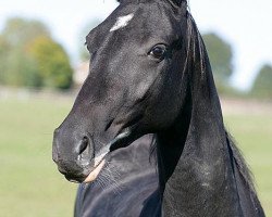 broodmare Karagul (Akhal-Teke, 2004, from Piyada)