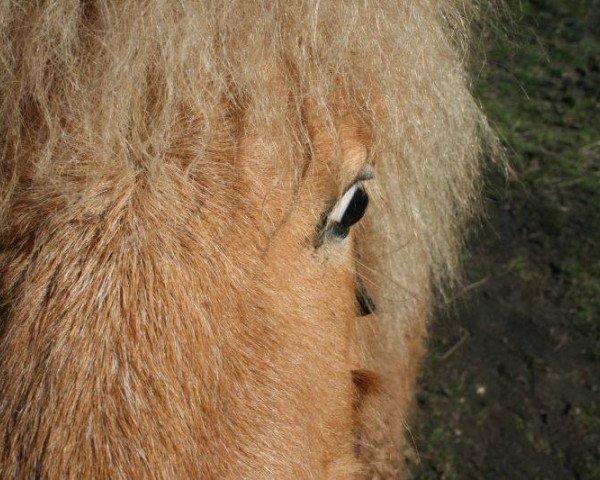 dressage horse Indy's Little Luna (Dt.Part-bred Shetland pony, 2012, from Ramiro)