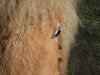 dressage horse Indy's Little Luna (Dt.Part-bred Shetland pony, 2012, from Ramiro)