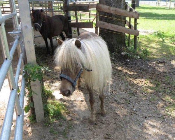 broodmare Angie (Dt.Part-bred Shetland pony, 1994, from Justin of Bavarian)