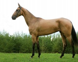 broodmare Oksana (Akhal-Teke, 2003, from Atabek)