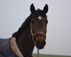 horse Cassy (Oldenburg, 2009, from Careras)