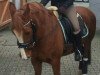 broodmare Ginger 601 (German Riding Pony, 1997)