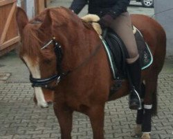 broodmare Ginger 601 (German Riding Pony, 1997)