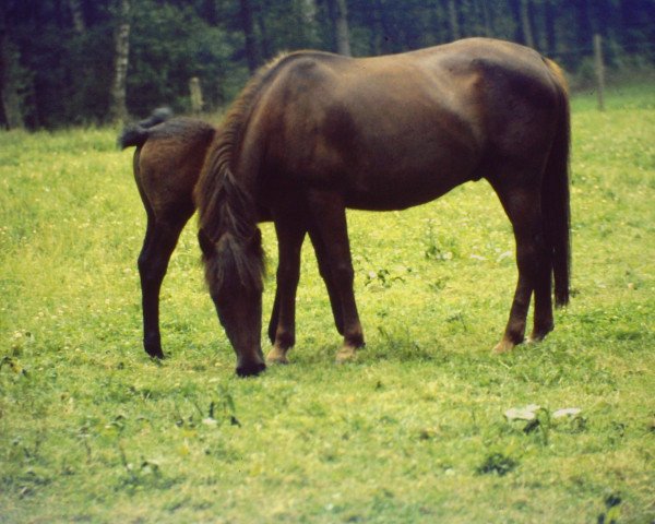 Zuchtstute Ceka Taiga (New-Forest-Pony, 1976, von Sweethills Tango)