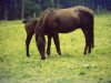 broodmare Ceka Taiga (New Forest Pony, 1976, from Sweethills Tango)