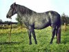 broodmare Tessa (New Forest Pony, 1981, from Montana)