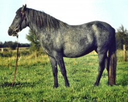 broodmare Tessa (New Forest Pony, 1981, from Montana)