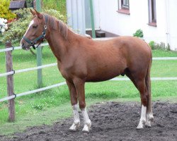 dressage horse Dorado (German Riding Pony,  , from Don Davidoff 5)