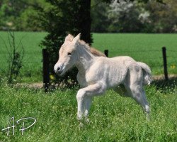 horse Bonita (Fjord Horse, 2013, from Bjarne)