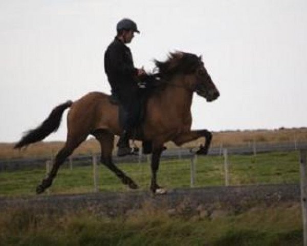 horse Vali fra Selfossi (Iceland Horse, 2004, from Óður frá Brún)