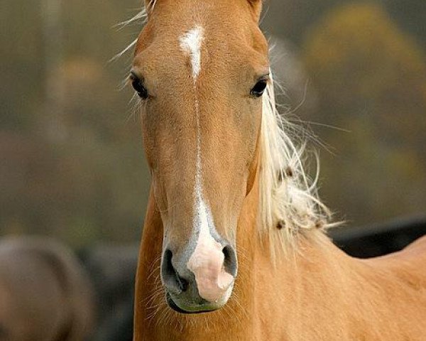 broodmare Pendjegush (Akhal-Teke, 2002, from Gumry)