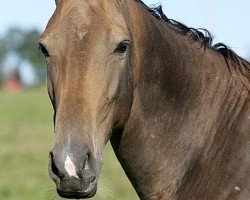 broodmare Shagane (Akhal-Teke, 2001, from Khalif)