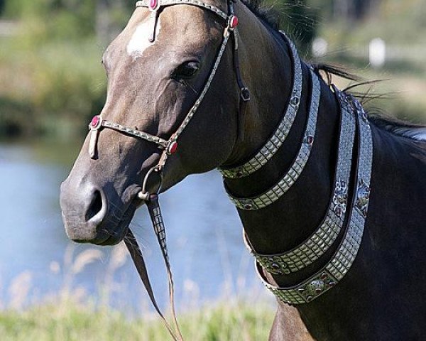 broodmare Melemaral (Akhal-Teke, 2001, from Murgab)