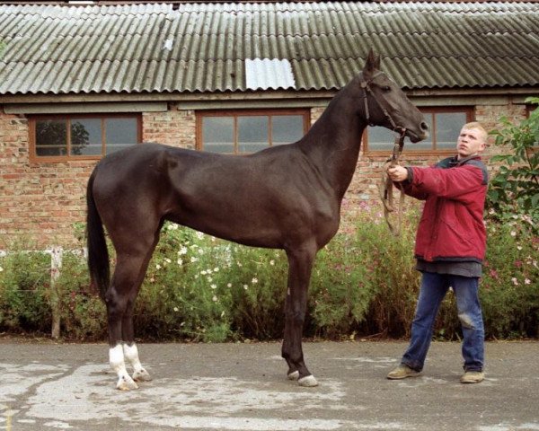 Zuchtstute Mamykkara (Achal Tekkiner, 2001, von Murgab)