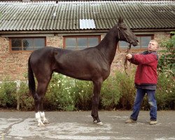 broodmare Mamykkara (Akhal-Teke, 2001, from Murgab)