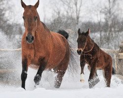 broodmare Maigul (Akhal-Teke, 2001, from Gappar)