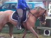 broodmare Daily 17 (German Riding Pony, 2009, from Stukhuster Ricardo Go For Gold)