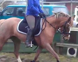 broodmare Daily 17 (German Riding Pony, 2009, from Stukhuster Ricardo Go For Gold)