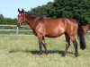 broodmare Perfekta (Hanoverian, 1996, from Pablo)